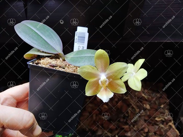 Phalaenopsis (stuartiana X Yungho Gelb Canary) x Stone Dance.jpg