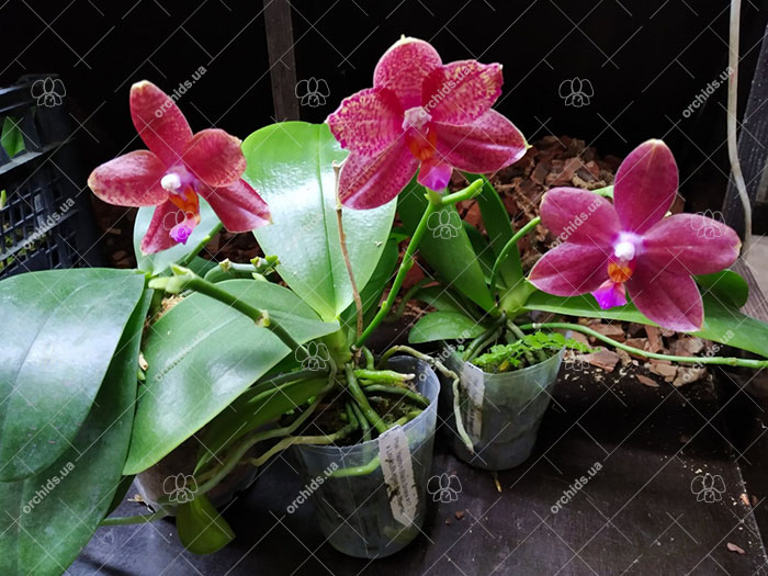 Phalaenopsis Yaphon Black Snake #17 x Lioulin Bluebird 'Dark Blue Flat'.jpg