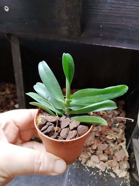 Angraecum equitans.jpg