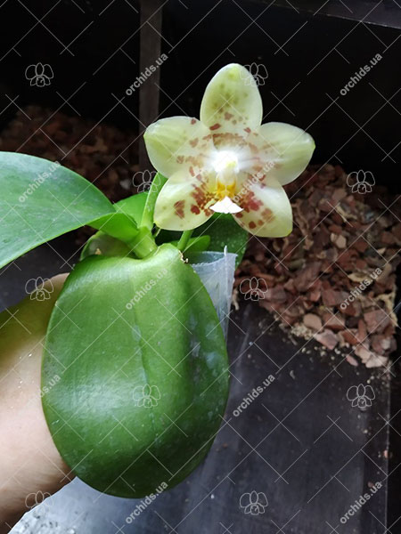 Phalaenopsis gigantea x Yaphon Lover 'Yaphon'.jpg