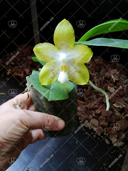 Phalaenopsis (Yaphon Yellow Bloom x Chang Maw Jade).jpg