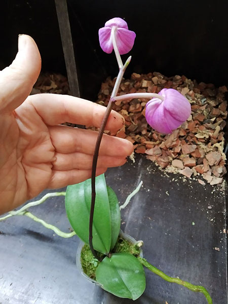 Phalaenopsis (schilleriana x Sogo Dorthy) (MC).jpg