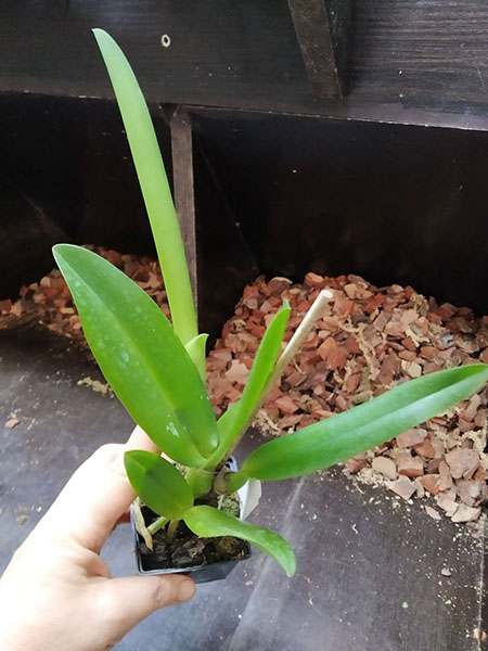 Laelia lobata concolor.jpg