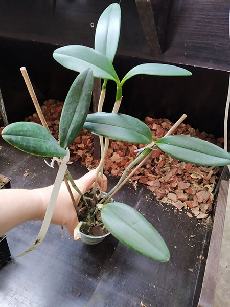 Cattleya schofieldiana 'Onca Pintada' (ES) x schofieldiana 'Caioaba' (ES).jpg