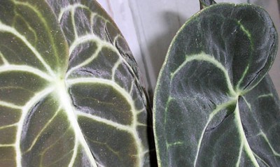 А вот так он сияет на солнышке!