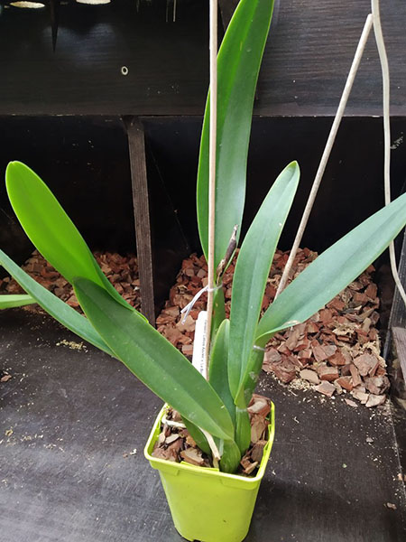 Cattleya mendelli 'Labios Azules' x 'La Bonita' 4N.jpg