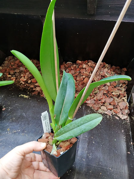 Cattleya jenmanii semi-alba pincelada 'Mantelini' x self.jpg