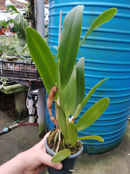 Cattleya quadricolor (semi alba 'Quindio' x 'Sombrero').jpg