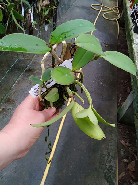 Cattleya aclandiae aurea 'Luiza' x albescens (Caliman).jpg