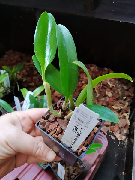 Laelia dayana coerulea 'Chojamaru' x SELF.jpg