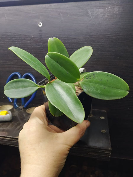 Cattleya aclandiae tipo 'Oxente' x dark 'Rainha da bateria'.jpg