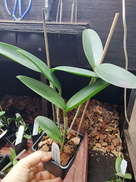 Cattleya leopoldii.jpg