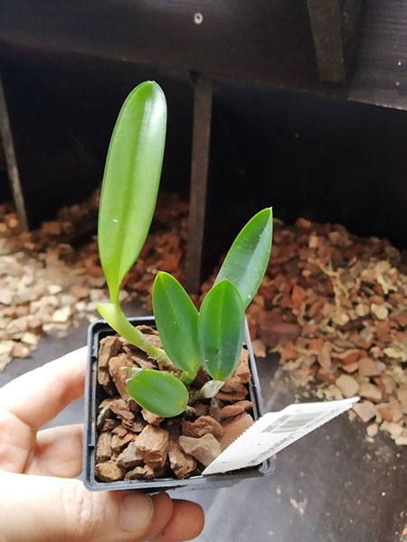 Laelia dayana tipo x self.jpg