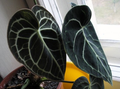 Темновато, но цвет похож на реальный... листья изумрудного оттенка, а молодые коричневатые