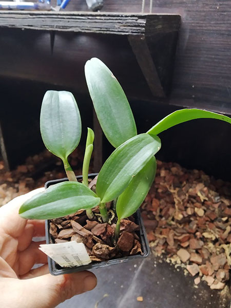 Cattleya intermedia coerulea 'Vitoria' x coerulea 'Dona Lu'.jpg