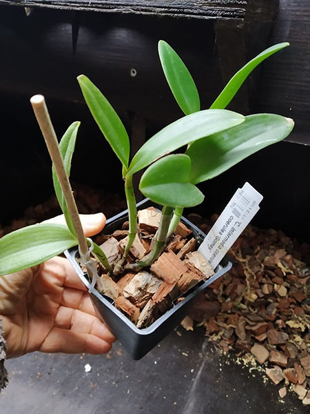 Cattleya intermedia coerulea 'CG' x coerulea 'Gomes'.jpg