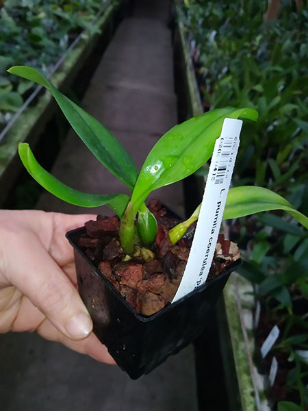 Laelia pumila coerulea 'Paraopeba'.jpg