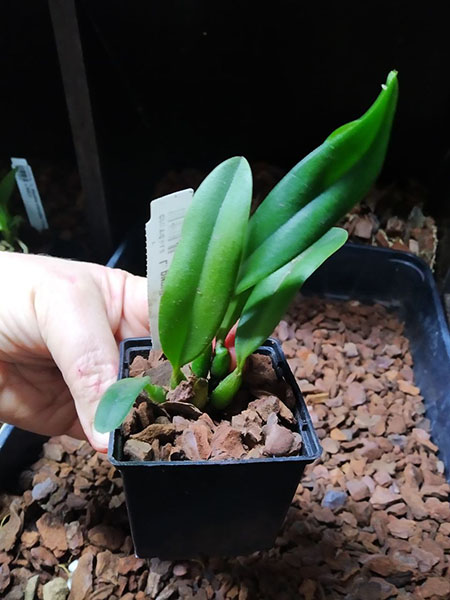 Laelia pumila coerulea 'AT' x coerulescens 'Cochetto'.jpg