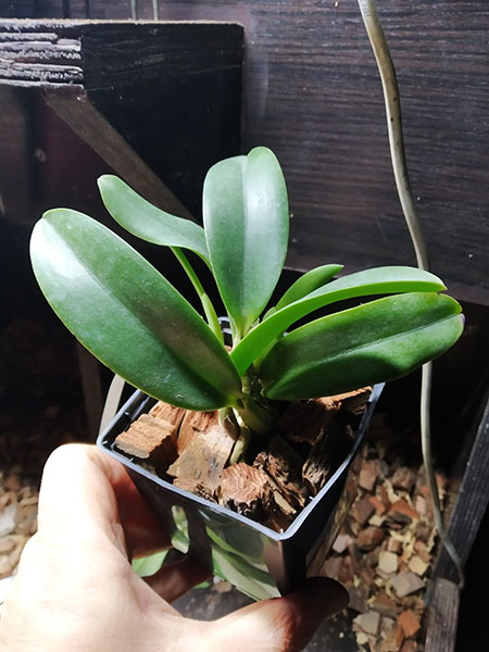 Laelia jongheana ('Z' x 'HG').jpg