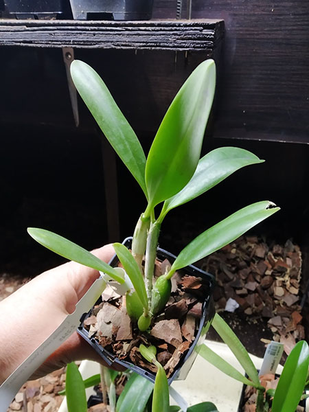 Laelia pumila 'Vinho' x oculata 'Imperatriz'.jpg