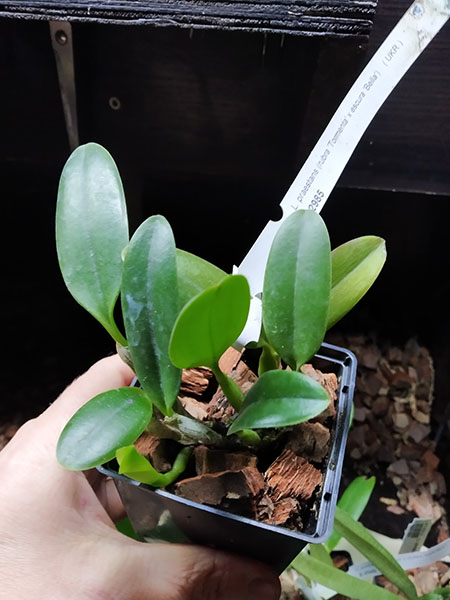 Laelia praestans (rubra 'Tormenta' x escura 'Bella').jpg