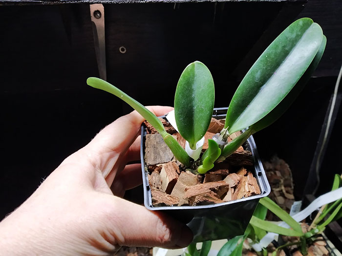 Laelia jongheana ('581' x rosada 'Ouro Preto').jpg
