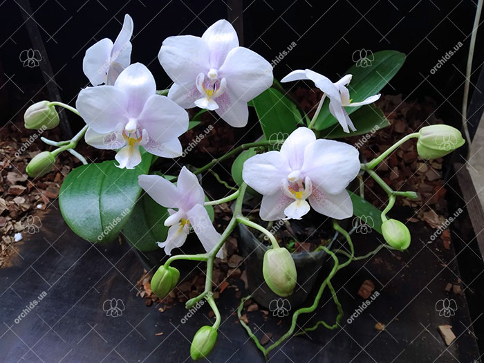Phalaenopsis Lyndon Crystal Schilleriana (Chingruey's Crystal x schilleriana).jpg