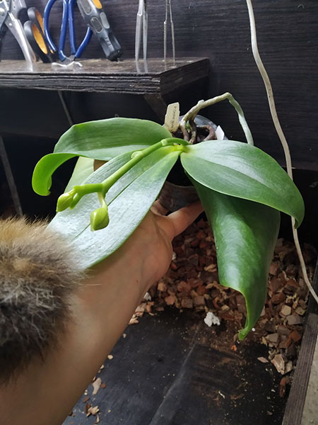 Phalaenopsis Orchid World.jpg