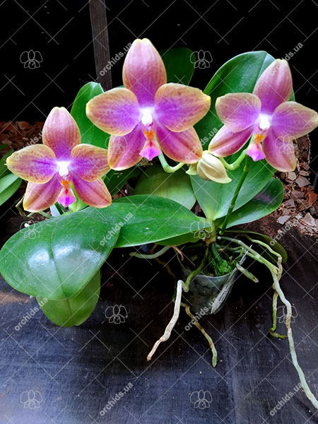 Phalaenopsis Diamond Beauty '1202' x Mituo Gelb Eagle 'Rainbow'.jpg