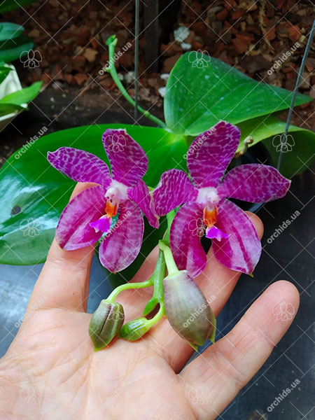 Phalaenopsis Mainshow Tiger (cross plants).jpg
