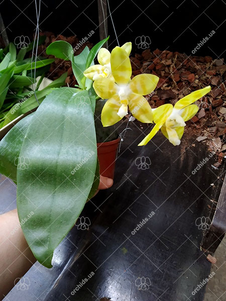Phalaenopsis Yaphon 'Yellow Bomb' x Gelblieber flava.jpg