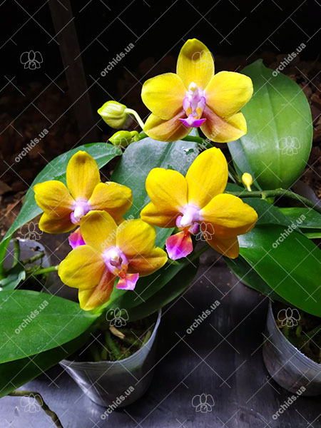 Phalaenopsis Mainshow Unique Orange.jpg