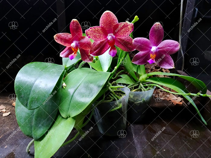 Phalaenopsis Yaphon Black Snake #17 x Lioulin Bluebird 'Dark Blue Flat'.jpg