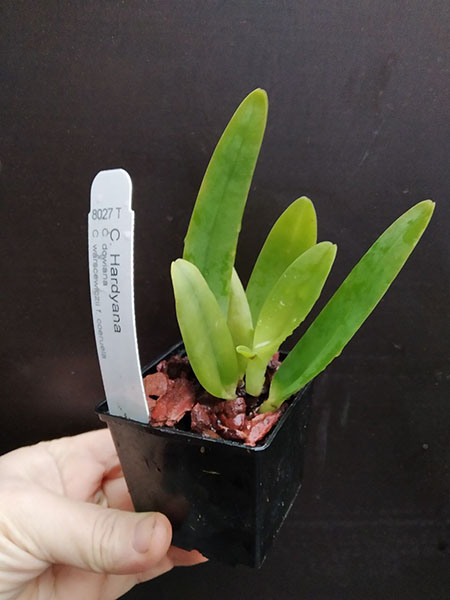 Cattleya Hardyana fma coerulea 'Diamond Orchids' (8027t).jpg