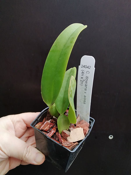 Cattleya dowiana aurea (4n x 2n).jpg