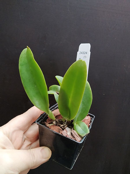 Cattleya dowiana aurea 4n x self.jpg