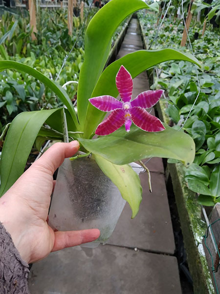 Phalaenopsis lueddemanniana SWR х self.jpg