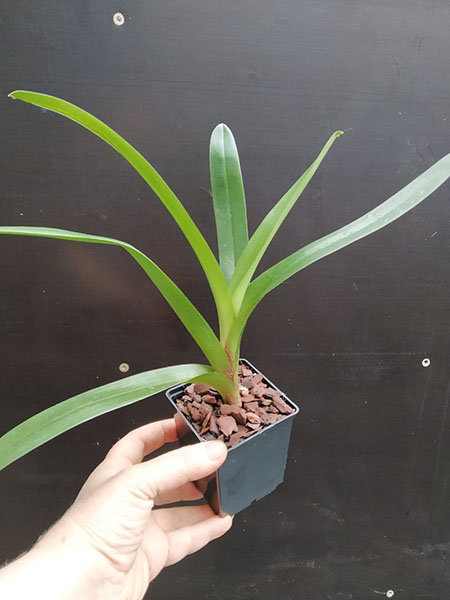 Paphiopedilum complex hybrid.jpg