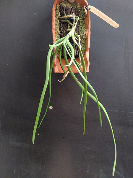 Vanda lamellata x Seidenfadenia mitrata.jpg