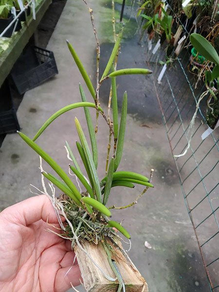 Dockrillia wassellii.jpg