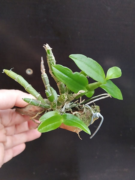 Dendrobium cretaceum.jpg