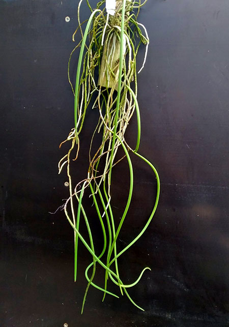 Dockrillia casuarinae.jpg