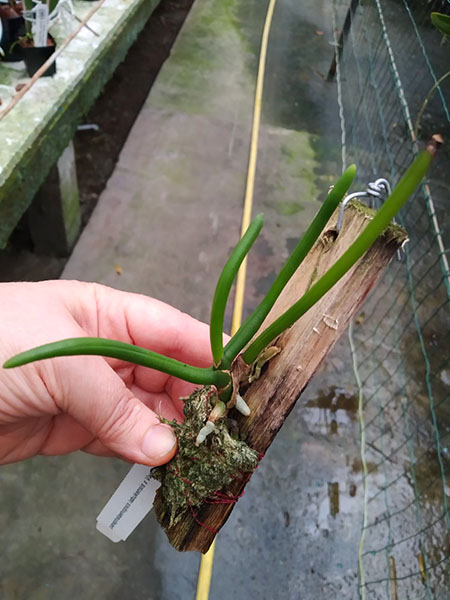 Paraphalaenopsis labukensis x Vanda teres.jpg