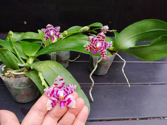 Phalaenopsis KS Super Zebra 'Beautiful Spots'.jpg