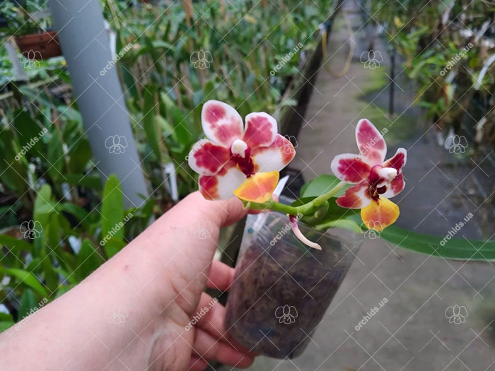 Phalaenopsis Liu's Little Tortoise-shell Cat (Chiada Stacy x lobbii).jpg