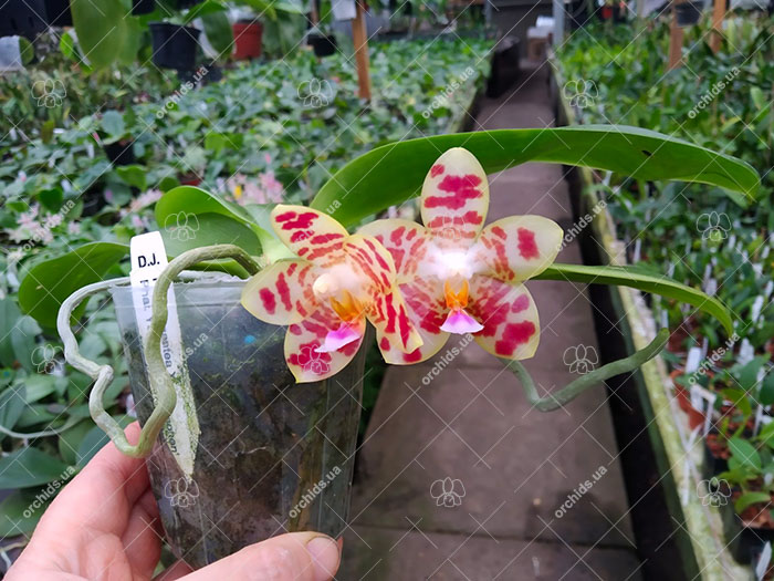 Phalaenopsis gigantea x Yaphon Lover 'Yaphon'.jpg