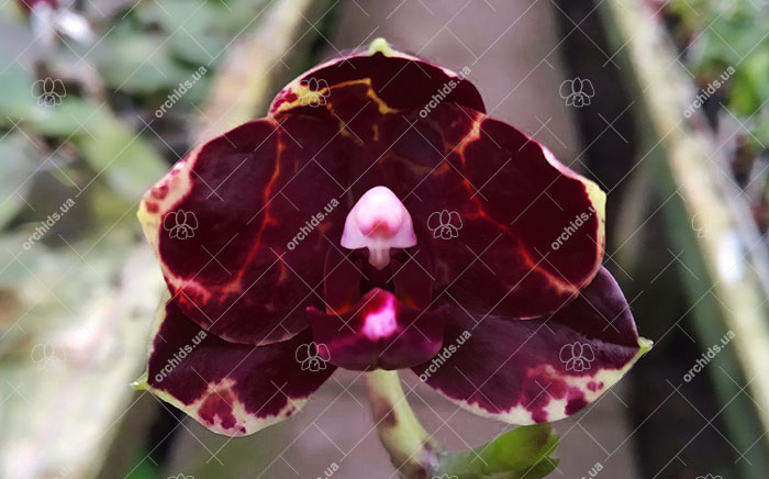 Phalaenopsis Diamond Beauty '1202' x Ld's Bear King 'YK7' (select).jpg