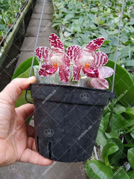 Phalaenopsis Yuanshan Girl 'Peter'.jpg