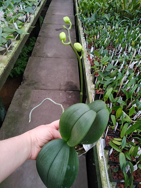 Phalaenopsis Joy Philippine Princess.jpg