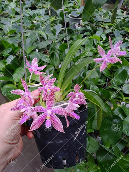 Phalaenopsis lueddemanniana.jpg